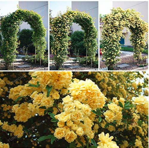 Double Murraya Paniculata Orange Seed Jessamine Evergreen Plant