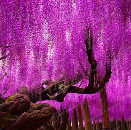 Rare Wisteria Seed (Color: 8)