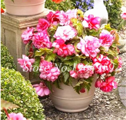 Beautiful Begonia Flower Rare Begonia Seeds