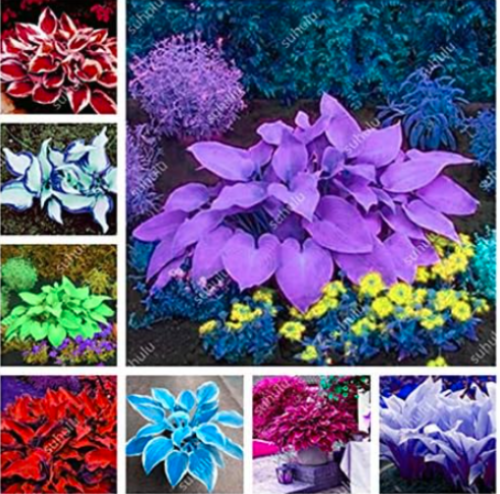 Colorful Hosta Flores Seed (Color: mixed)