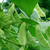 Red-flowered Hyacinth Bean Seeds