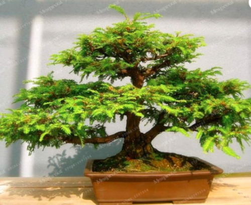 Sequoia Coast Redwood Seed,Sequoia Sempervirens, Seed Tree Seed Potted