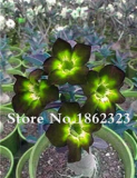 Unique Desert Rose Seed Colour Ornamental Plants