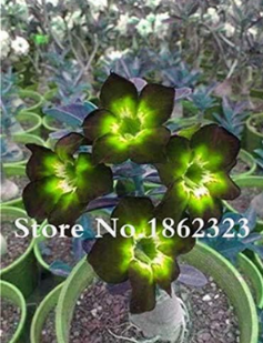 Unique Desert Rose Seed Colour Ornamental Plants