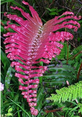 Japanese Rare Creeper Boston Fern Seed Vines Grass Foliage Plants Ornamental Plant