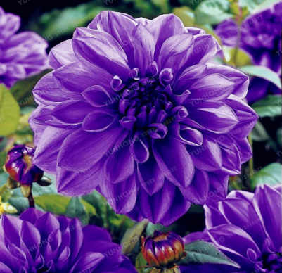 Multi-Colored Dahlia Bulbs Beautiful Perennial Dahlia Flower Bulbs