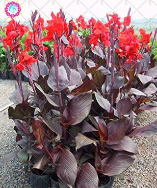 Colour Canna Lily Seed Plant Beautiful Seed Flower