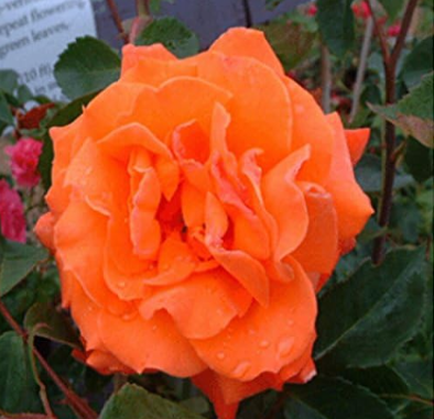 Begonia Flower Seed Begonia Tuberosa Double Orange