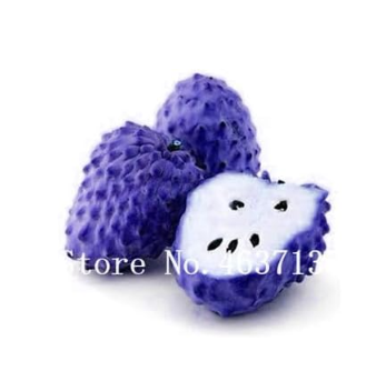 Soursop Fruit Seed (Graviola Annona Muricata) Sweetsop Fruit