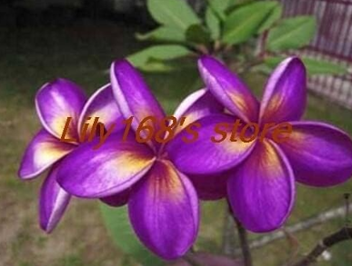 Plumeria Frangipani Hawaiian Flower Lei Exotic Rare EggFlower Seed