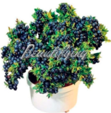 Blueberry Edible Organic Heirloom Fruit Dwarf Seeds
