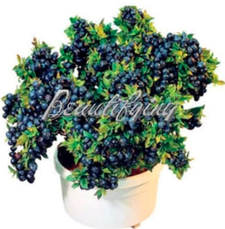 Blueberry Edible Organic Heirloom Fruit Dwarf Seeds