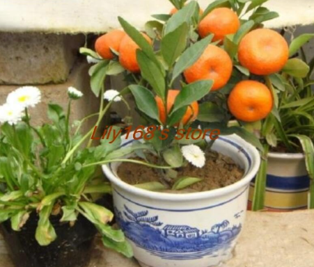Kumquat Fruit Seed Tree Vases Balcony Patio Seed Orange Tangerine Citrus Seed