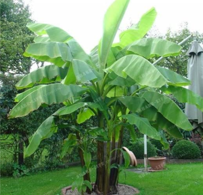Very Rare Banana Seed Fruit Seed Rare Exotic Seed Banana Potted