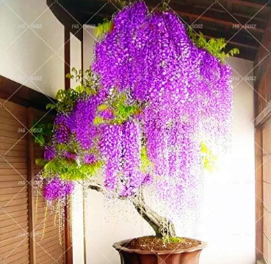 Wisteria Seed Perennial Wisteria sinensis
