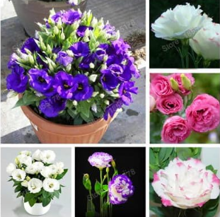 Eustoma Seeds, Eustoma grandiflorum Lisianthus - (Color: Mix)
