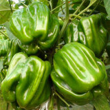 Spicy Chili Pepper Seeds