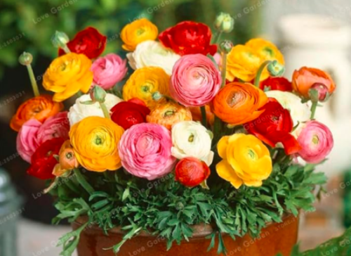 Ranunculus Flower Seed Balcony Potted Ranunculus Asiaticus Flower (Color: MIX)
