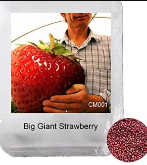 Big Giant Strawberry Seed, Extra-Large Sweet