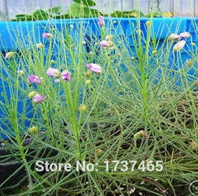 Rainbow Grass, Byblis filifolia Carnivorous Plant Seed