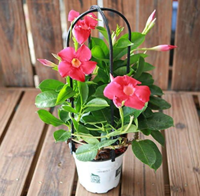 Mandevilla Dipladenia Seed Perennial Indoor Flowering Plants (Color: 1)