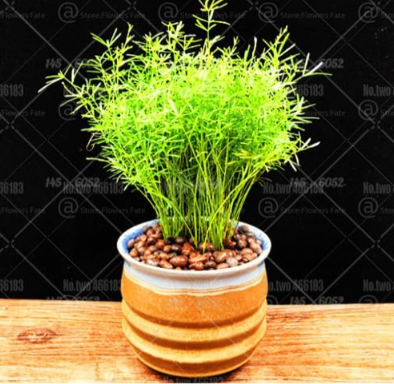 Mini Bamboo Seed Rare Indoor Ornamental Potted Plants