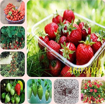 Giant Strawberry Plants Rare Big DIY Plant Seed