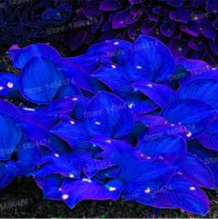 Hosta Plants Seeds,Hosta 'Whirl Wind' in Full Shade (Color: Deep Blue)