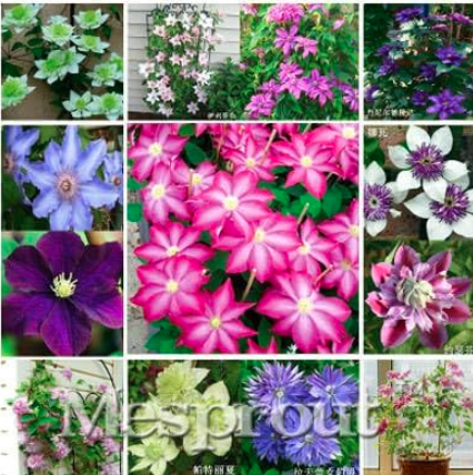 Vine Clematis Potted Clematis Garden Flowers Seeds (Color: Mix)