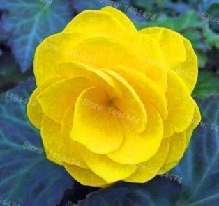 Mixed Color Begonia Flower Plant Beautiful Garden Seed