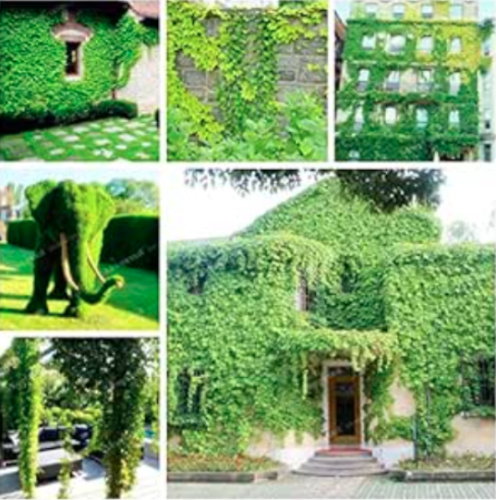 Green Boston Ivy Seeds Parthenocissus Tricuspidata