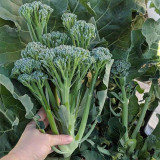 Qinghuatai No.1 Broccolini Seeds
