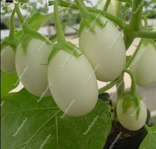 Mixed Eggplant Seed - Organic Russian Heirloom Vegetable Seed
