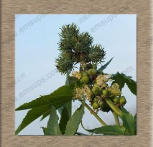 Organic Crops Castor The Family Pot This is Really Castor Bean