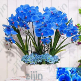 Imported Blue Orchid Phalaenopsis Outdoor Seeds
