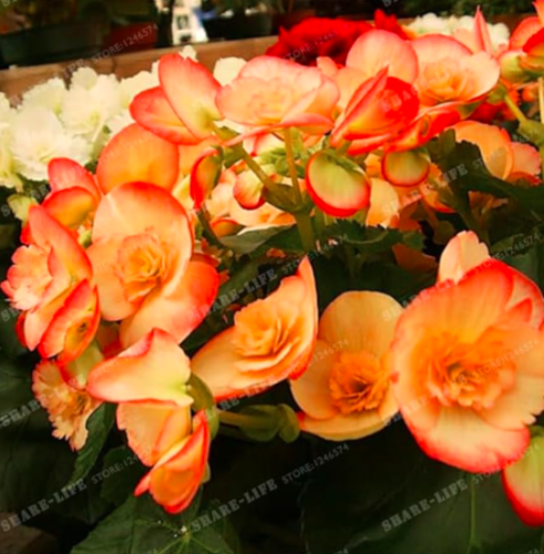 Beautiful Begonia Flower Seeds (Color: 8)
