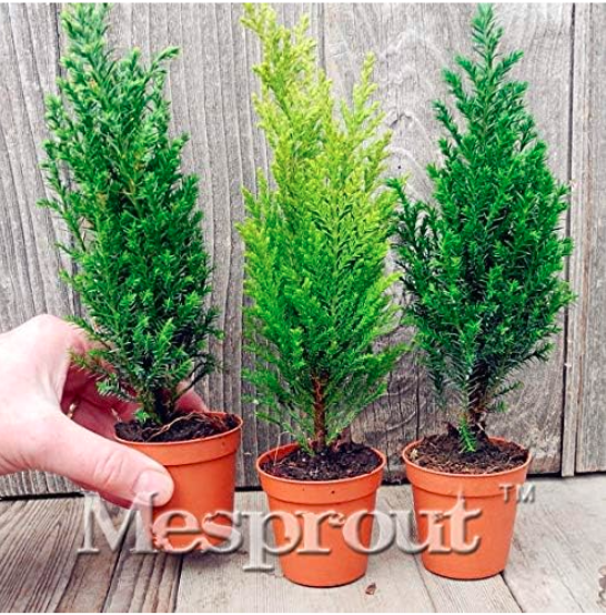 Italian Cypress (Cupressus Sempervirens) Tree Seed