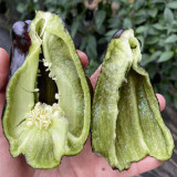 Purple Jiangsu Pepper Seeds