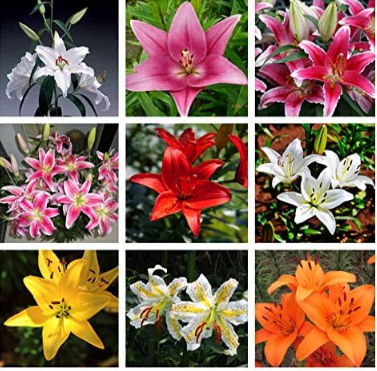 True Lily Bulbs, Lily Flower