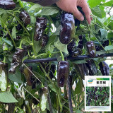 Purple Jiangsu Pepper Seeds