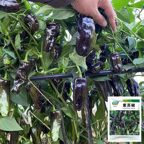Purple Jiangsu Pepper Seeds