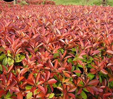 Photinia serrulata tree Seeds