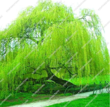Rare Blue Willow Seed Chinese Perennial Flower Indoor Plants Seeds