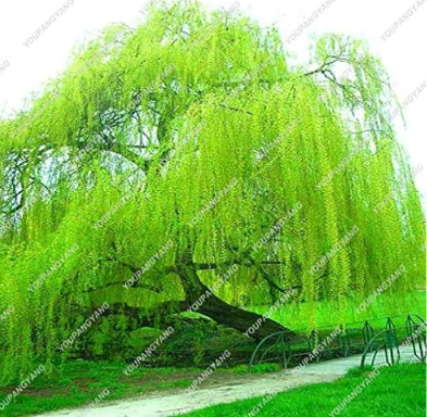 Rare Blue Willow Seed Chinese Perennial Flower Indoor Plants Seeds
