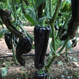 Purple Jiangsu Pepper Seeds