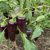 Purple Jiangsu Pepper Seeds