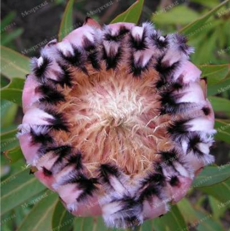 Copy Fresh Rare Protea Cynaroides Seed Easy Planting Rare Seed Flower Seed - (Color: 1)