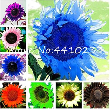 Dwarf Sunflower Seeds (Color: Mix)
