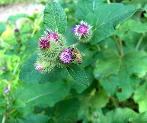 Burdock Seeds - TAKINOGAWA - Arctium Lappa