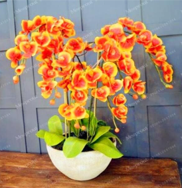 Unique Butterfly Orchid Seed Balcony Ornamental Plants Seeds